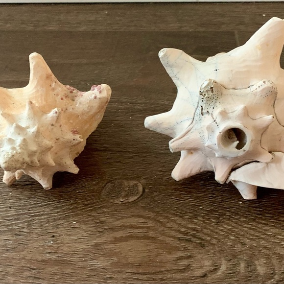 Sea Shell of 2 - Picture 7 of 10